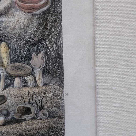 Rhind Botanical History Vegetable Kingdom Hand Colored Bookplate Mushrooms 1855 - Picture 10 of 11